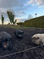 3 hangbuikzwijntjes, Dieren en Toebehoren, Vrouwelijk, Voor 1 juli 2024