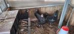 Australorp groot, Dieren en Toebehoren, Pluimvee, Mannelijk, Kip