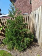 sequoiadendron giganteum / sequoia dendron / mammoet boom, Ophalen, Volle zon, Overige soorten