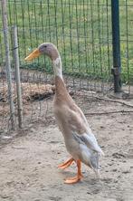 Prachtige Indische loopeend woerd reebont, Dieren en Toebehoren, Mannelijk, Eend