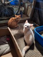 Nog 2 katertjes beschikbaar!, Kater, Kortharig, 0 tot 2 jaar