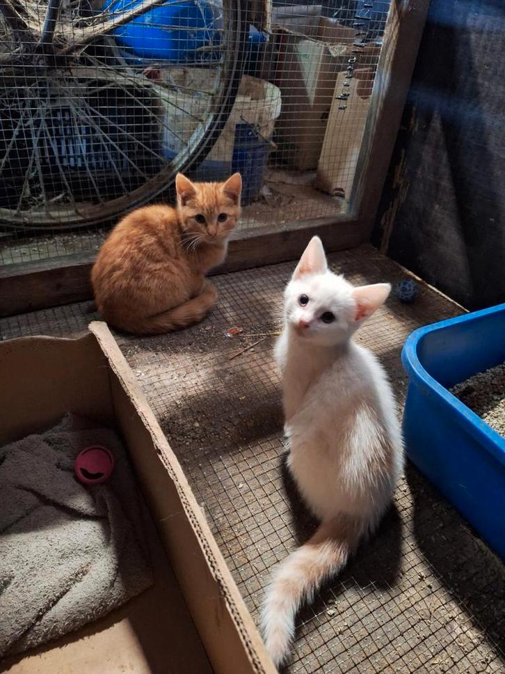 Nog 2 katertjes beschikbaar!, Dieren en Toebehoren, Katten en Kittens | Overige Katten, Kortharig, Kater, 0 tot 2 jaar