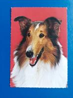 Hond. Collie, Verzamelen, Ansichtkaarten | Dieren, Ongelopen, Verzenden, Hond of Kat