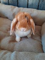 Hangoor konijntje, Dieren en Toebehoren, Konijnen, Mannelijk, Dwerg, Hangoor, 0 tot 2 jaar