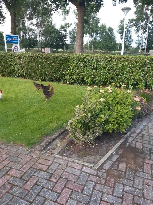 Kippen, Tuin en Terras, Planten | Struiken en Hagen, Ophalen of Verzenden