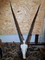 Grote complete schedel met hoorns Spiesbok/Oryx., Verzamelen, Dierenverzamelingen, Ophalen of Verzenden, Zo goed als nieuw, Wild dier