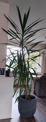Grote Yuca te koop in Oudenhoorn, Huis en Inrichting, Kamerplanten, Ophalen, Overige soorten, 200 cm of meer