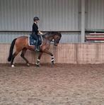 PROJECT merrie van for Ferrero x jazz, Dieren en Toebehoren, Paarden, Merrie, Dressuurpaard, 160 tot 165 cm, Met stamboom