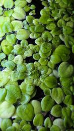 amazone kikkerbeet, Ophalen