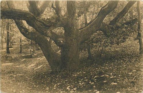 (304-011-023) Wassenaar Boschkiekje in 't landgoed Duinrel, Verzamelen, Ansichtkaarten | Nederland, Zuid-Holland, Verzenden