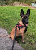 Mechelse Herder , pup 10-06-25, Rabiës (hondsdolheid), 15 weken tot 1 jaar, Reu, Eén hond