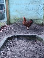 Wyandotte kriel, Vrouwelijk, Kip