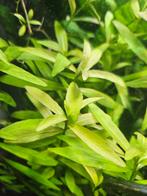 Hygrophila Polysperma (Belgisch groen) - ook verzenden, Dieren en Toebehoren, Ophalen of Verzenden, Nieuw, Plant(en), Steen of Hout