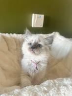 Ragdoll kittens ( blue points ), Dieren en Toebehoren, Katten en Kittens | Raskatten | Langhaar, Poes, Gechipt