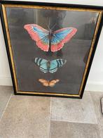 Poster vlinders, Met lijst, Dier of Natuur, A1 t/m A3, Zo goed als nieuw