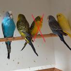 grasparkieten, Meerdere dieren, Parkiet