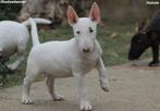 Minibullteruer top puppy FCI stamboom, Dieren en Toebehoren, Honden | Jack Russells en Terriërs, Bull Terriër, Rabiës (hondsdolheid)