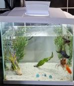 Aquarium, Ophalen of Verzenden, Zo goed als nieuw, Gevuld zoetwateraquarium
