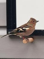 Te koop mooie koppel boekvinken van 2024, Dieren en Toebehoren, Vogels | Overige Vogels, Meerdere dieren, Geringd