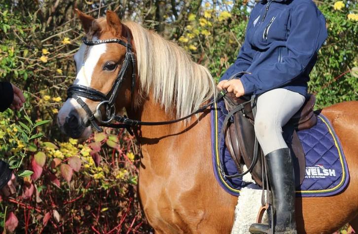 Lieve kinderpony te koop Welsh A, Dieren en Toebehoren, Pony's, Merrie, Zadelmak, A pony (tot 1.17m), 3 tot 6 jaar, Met stamboom