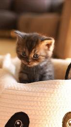 Kittens, Dieren en Toebehoren, Ontwormd