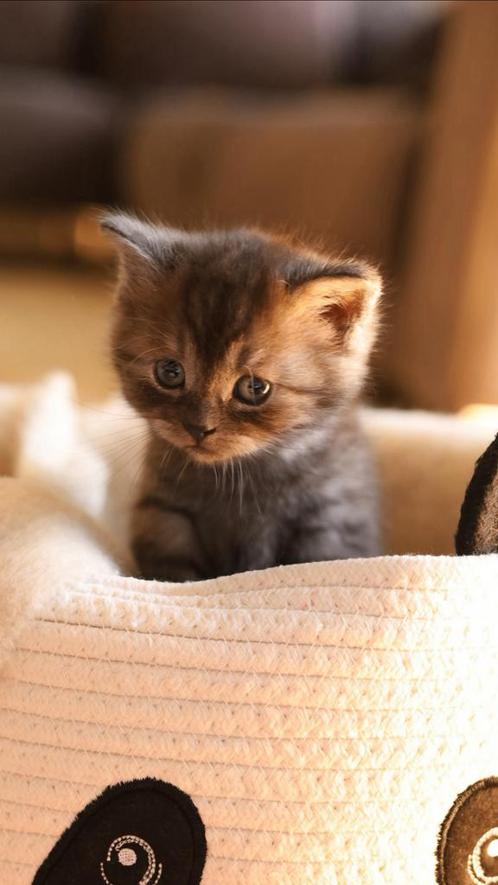 Kittens, Dieren en Toebehoren, Katten en Kittens | Raskatten | Korthaar, Ontwormd