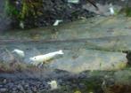 Mixgroep wit (Caridina) - Ook verzenden, Dieren en Toebehoren, Vissen | Aquariumvissen, Kreeft, Krab of Garnaal, Zoetwatervis
