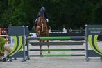 Fantastiche 6 jarige ruin, Dieren en Toebehoren, Springpaard, Z, Gechipt, Ruin