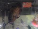 Oskar, Dieren en Toebehoren, Vissen | Aquariumvissen, Vis