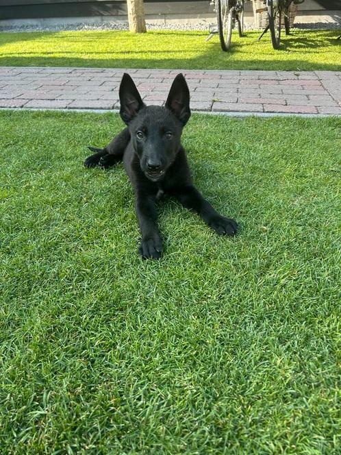 Mechelse herder pups, Dieren en Toebehoren, Honden | Herdershonden en Veedrijvers, Meerdere dieren, Herder, Fokker | Hobbymatig