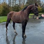 2 jarige dressuur hengst (Mowgli V.O.D. x Symont), Dieren en Toebehoren, Hengst, Dressuurpaard, 3 tot 6 jaar