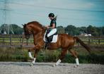 Indrukwekkende, grote lieve ruin v. Incognito, Dieren en Toebehoren, Paarden, Gechipt, Ruin, M, Dressuurpaard