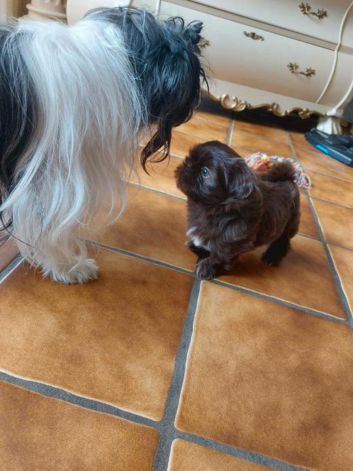 Shih tzu pups raszuiver moeder aanwezig., Dieren en Toebehoren, Honden | Chihuahua's en Gezelschapshonden, Meerdere dieren, Overige rassen