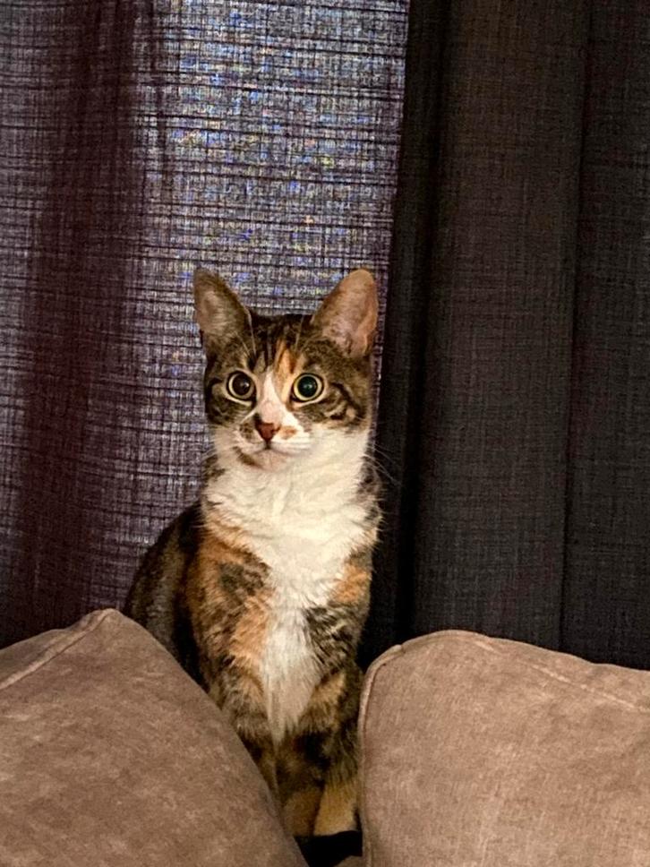 Britse Korthaar, Dieren en Toebehoren, Katten en Kittens | Raskatten | Korthaar, Poes, 6 jaar of ouder, Ingeënt