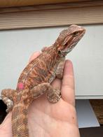 Mooi gekleurde leatherback Baardagaam vrouw, Hagedis, 0 tot 2 jaar