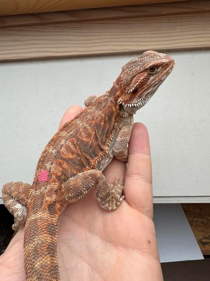 Mooi gekleurde leatherback Baardagaam vrouw