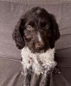 PRACHTIGE HEIDEDOODLE PUPS, Dieren en Toebehoren, Honden | Retrievers, Spaniëls en Waterhonden, Nederland, Overige rassen, CDV (hondenziekte)