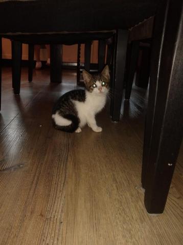 Boerderij poesjes/kittens. beschikbaar voor biedingen