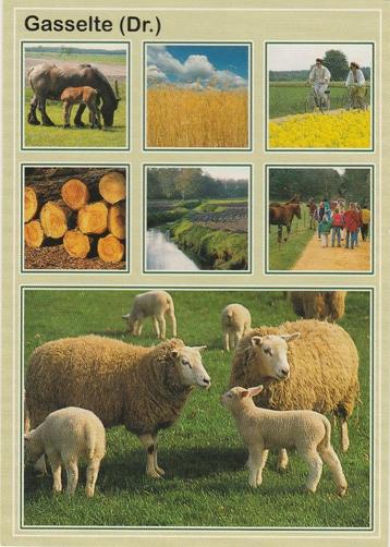 GASSELTE Paarden Bosbouw Schapen Fietspad  beschikbaar voor biedingen