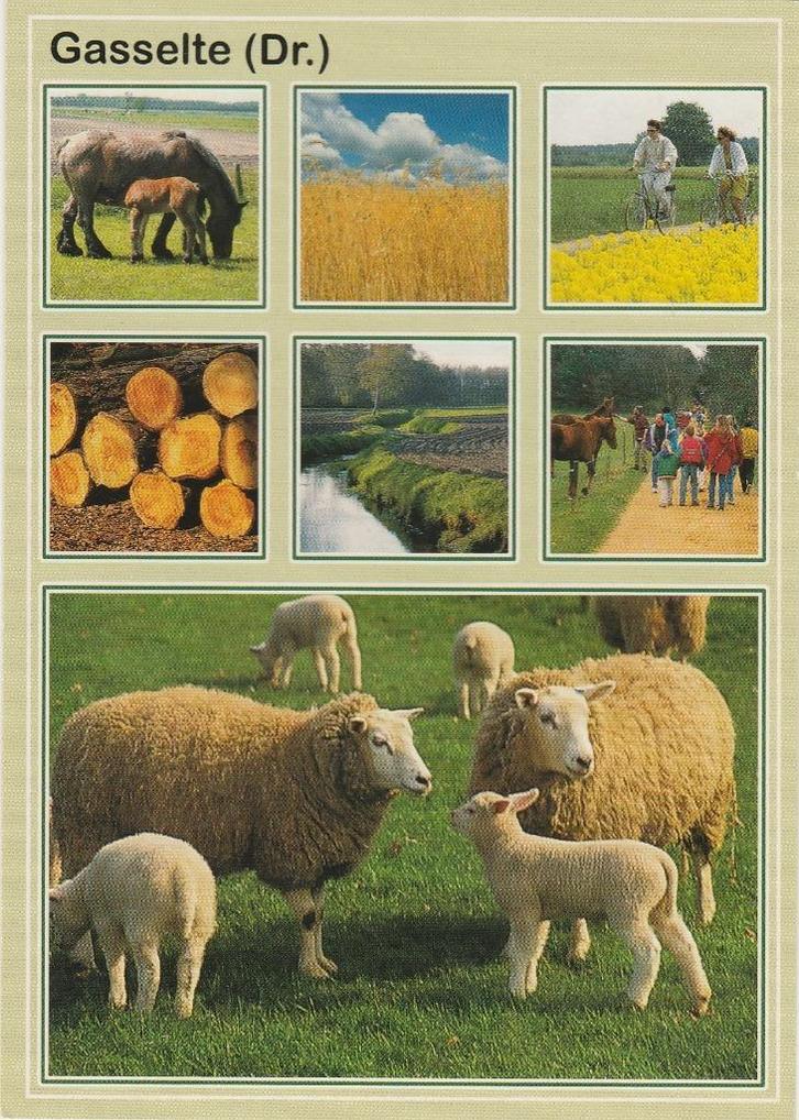GASSELTE Paarden Bosbouw Schapen Fietspad, Verzamelen, Ansichtkaarten | Nederland, Ongelopen, Drenthe, 1980 tot heden, Verzenden