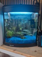 Aquarium met vissen, Dieren en Toebehoren, Vissen | Aquaria en Toebehoren, Ophalen, Gebruikt, Gevuld zoetwateraquarium