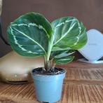 Calathea julia, Huis en Inrichting, Kamerplanten, Ophalen, Overige soorten, Minder dan 100 cm
