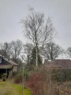 Haardhout, brandhout berken, Tuin en Terras, Haardhout, Minder dan 3 m³, Ophalen, Overige houtsoorten