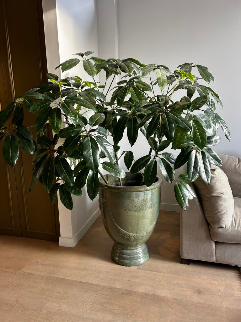 Schefflera grote kamerplant (excl. pot), Overige soorten, 150 tot 200 cm, Groene kamerplant, Halfschaduw