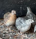 Ivm voldoende natuurbroed nakweek trio japanse kwartels ., Dieren en Toebehoren, Pluimvee, Meerdere dieren, Overige soorten