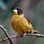 Gezocht zwartkopgroenlingen, himalaya / vietnam groenlingen, Dieren en Toebehoren, Vogels | Overige Vogels, Meerdere dieren, Tropenvogel