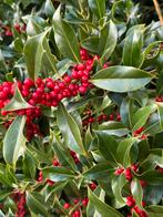 Kersttakken en Hulst - Feestelijke Decoratie, Winter, Halfschaduw, Minder dan 100 cm, Overige soorten