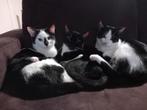 Katjes te koop ZIE BESCHRIJVING!!, Meerdere dieren