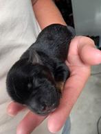 Lief nestje pups, Dieren en Toebehoren, 8 tot 15 weken, Meerdere, Meerdere dieren, Nederland