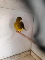 Koppel borders en five fancy, Dieren en Toebehoren, Meerdere dieren, Postuurkanarie